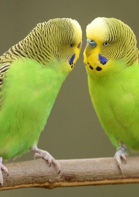 علائم مرغ عشق حامله
