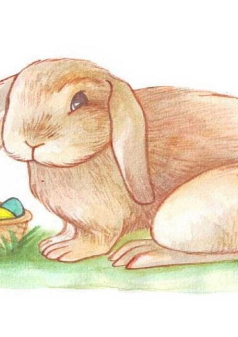 نقاشی خرگوش عکس خرگوش www.ehowtodo.ir 1526 آموزش نقاشی خرگوش